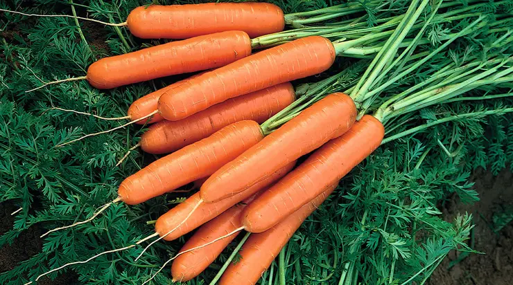 Propriétés utiles des carottes que peu de gens connaissent