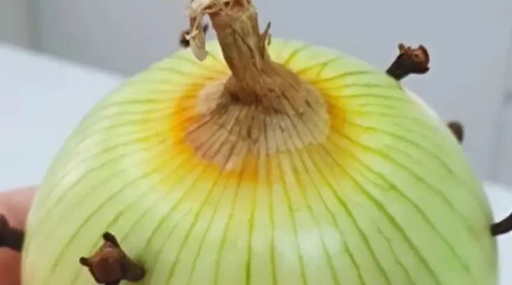 Ma grand-mère met toujours un clou de girofle dans l’oignon : j’ai été surprise lorsque j’ai découvert pourquoi.