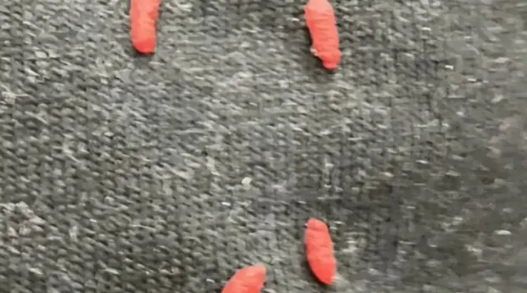 J’ai sorti un vieux pull de l’armoire et j’ai vu d’étranges bouloches rougeâtres — cette découverte a changé ma façon de voir le rangement des affaires