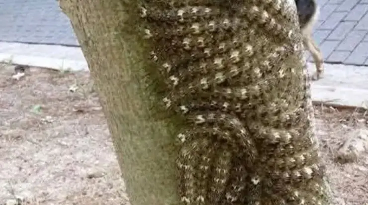 Ma fille a failli toucher un phénomène dangereux sur un arbre – ce que tout le monde doit savoir