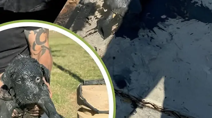 Un policier s’est jeté dans un canal sale pour sauver un chiot — son geste a touché des milliers de cœurs !