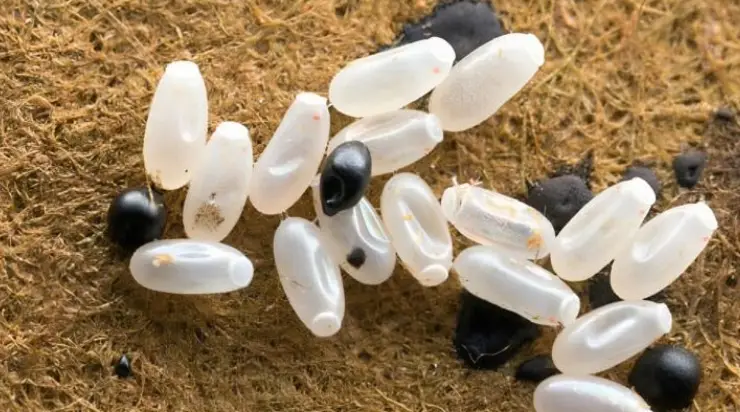 J’ai remarqué d’étranges particules blanches sur le lit — ce que j’ai découvert ensuite était vraiment effrayant