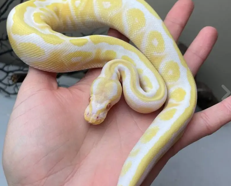python