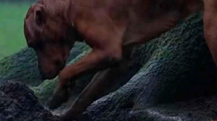 Luke creusait tous les jours sous le vieux chêne. Ce qu&rsquo;il a découvert a stupéfié notre famille