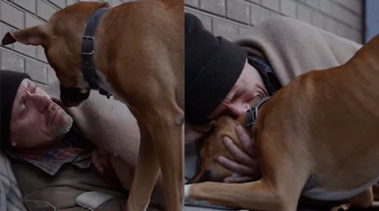 Après six mois de recherches et de nuits passées dans la rue, il retrouve enfin son chien… mais que s’était-il réellement passé ?