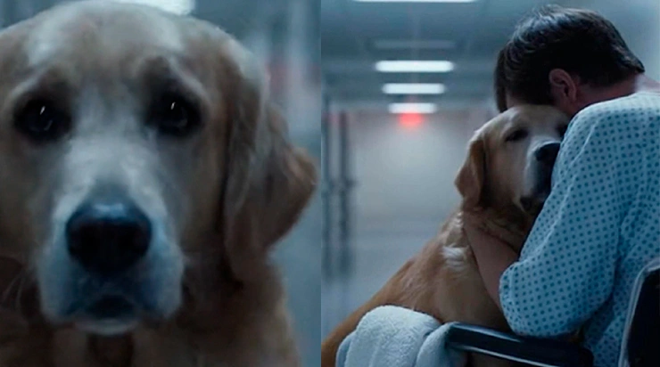 Les médecins avaient perdu tout espoir, lui aussi… puis son chien est apparu dans le couloir — et ce qui s’est produit ensuite a bouleversé tout le monde.