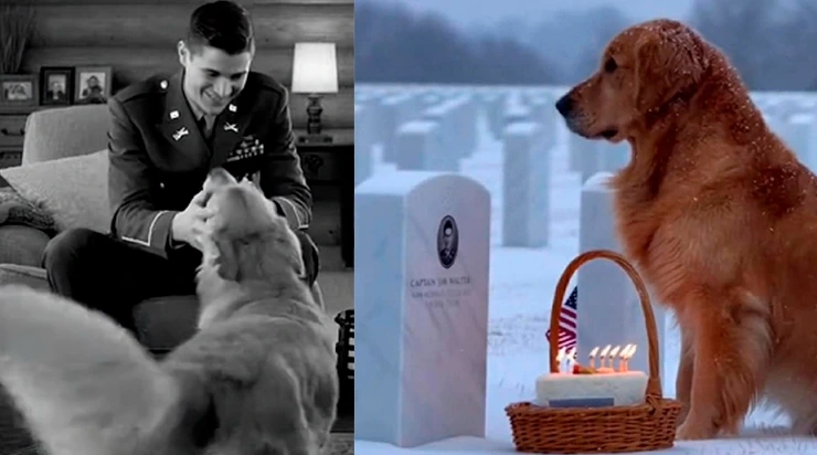 Pendant des années, ce chien est venu pleurer sur la tombe de son maître… jusqu’au jour où quelque chose d’inimaginable s’est produit.