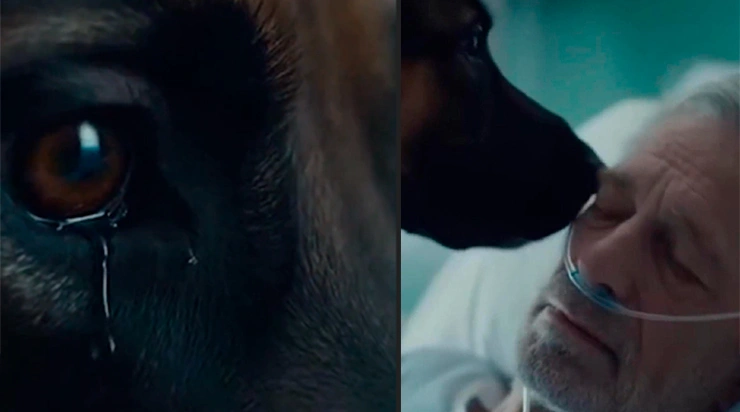 Il répétait sans cesse un seul prénom: « Daisy ».Personne ne savait pourquoi.