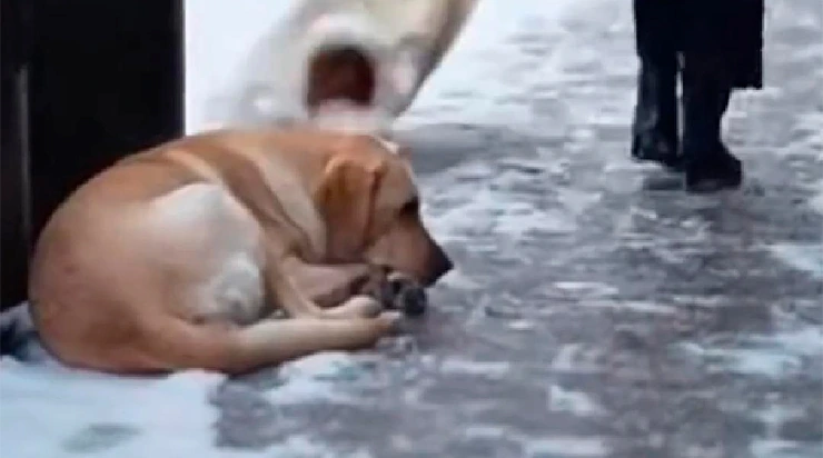 Le Secret de Buddy : ce qui s&rsquo;est passé après le geste qui a ému la planète