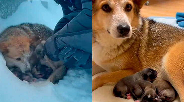 Vous ne devinerez jamais comment nous les avons trouvés