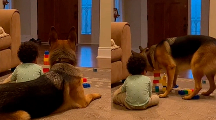 «Le chien s’est dressé devant l’enfant sans aucune raison apparente… mais ce qu’il pressentait derrière cette porte allait bouleverser leur soirée