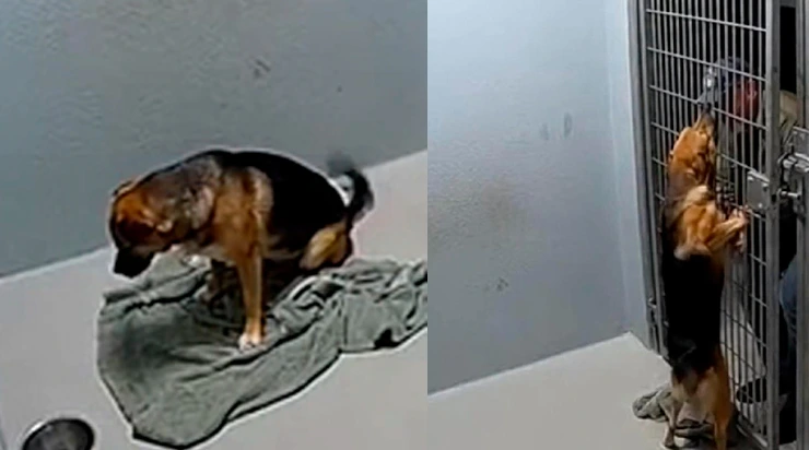 Six mois de solitude. Six mois où le seul contact humain était le bâton qui poussait sa gamelle