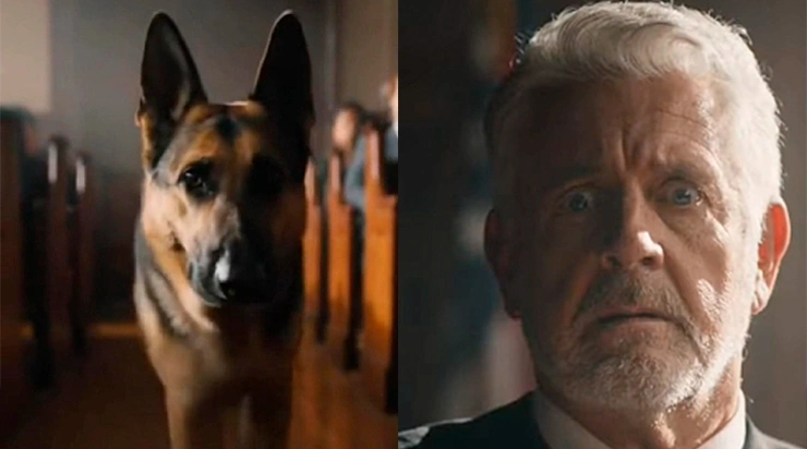 Un berger allemand entre dans un tribunal en plein verdict… et ce qui se passe ensuite bouleverse tout