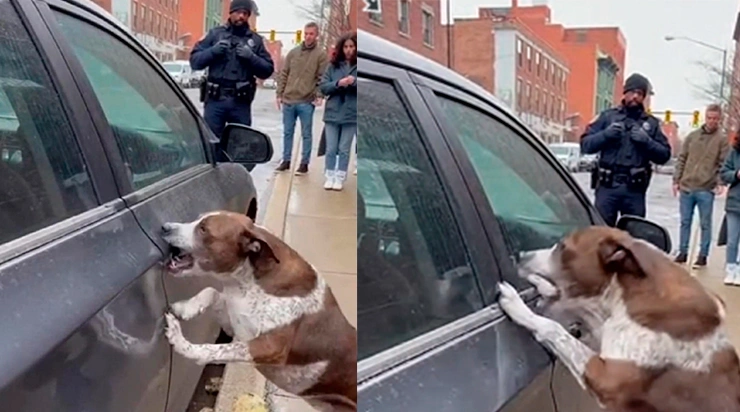 Un chien errant tentait désespérément d’ouvrir la portière d’une voiture… Personne n’imaginait ce que cette porte allait révéler quelques minutes plus tard