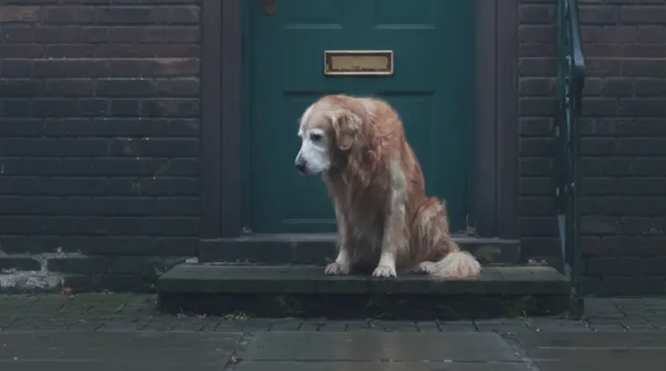 Le vieux chien qui attendait devant la porte de Clara cachait une histoire que personne n’aurait pu imaginer