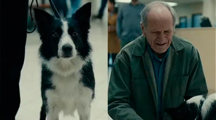 Après un an de séparation, j’ai retrouvé mon chien par hasard dans la rue, alors que je pensais l’avoir perdu pour toujours