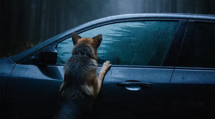 Une ombre surgit du brouillard matinal, se jette contre notre pare-brise… jusqu’à ce que nous comprenions qu’elle ne fuyait pas, mais nous suppliait de la suivre.