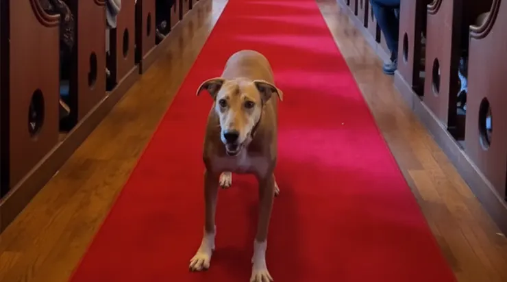 Le jour du mariage, un chien entra dans l’église et s’arrêta devant la mariée… ce qui arriva ensuite changea le destin de tous