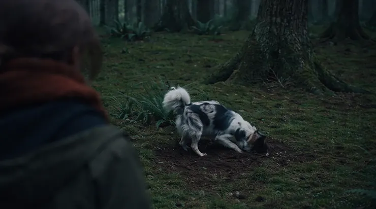 Un chien apparu dans la forêt creusait sans relâche la terre… la jeune fille n’imaginait pas quel secret était enfoui sous le sol humide