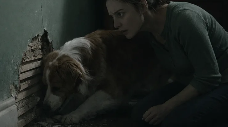 Je suis rentrée du travail, j’ai ouvert la porte de ma chambre et j’ai figé sur place – mon chien creusait le coin du mur avec une frénésie terrible, comme s’il y avait quelque chose de caché derrière