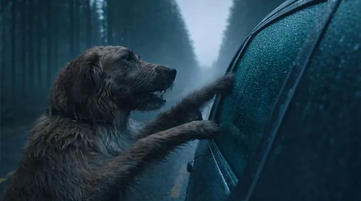 Lorsque ce chien affolé a arrêté notre voiture au milieu de la route forestière, je n’imaginais pas qu’en le suivant quelques minutes plus tard, nous allions assister à une scène que je n’oublierai jamais