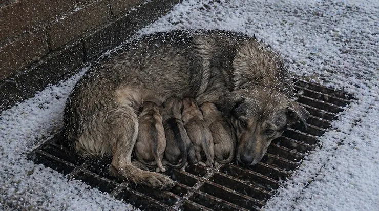 Sous le mur de l’hôpital Sainte-Marie, par moins dix-huit degrés, une chienne a mis bas ses petits