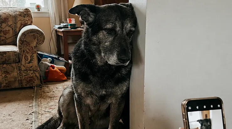 Pendant deux semaines entières, mon berger allemand adopté restait debout devant la même fenêtre, le dos tourné vers moi