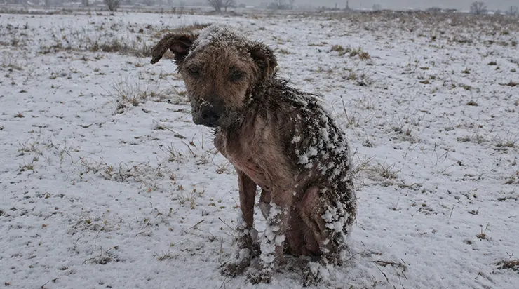 J&rsquo;avais décidé de surprendre mon grand-père en allant chez lui, mais sur la route, j&rsquo;ai trouvé son chien le plus fidèle, affamé et épuisé