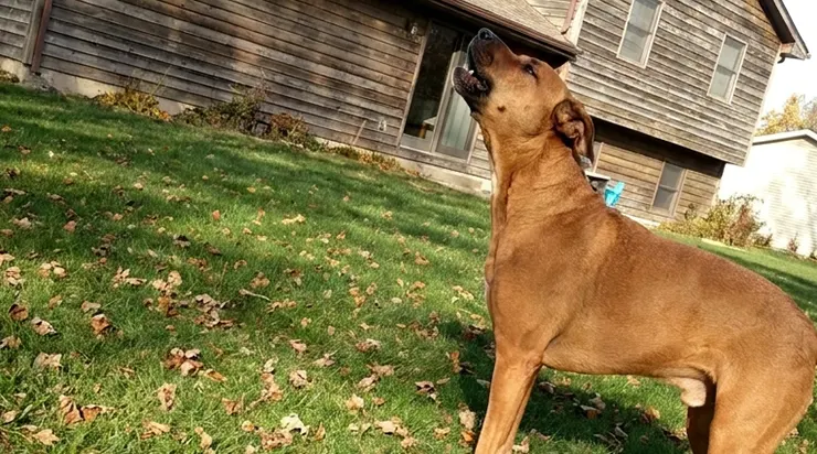 Mon chien regardait le toit et aboyait sans arrêt, et moi, complètement perdu, je ne comprenais pas pourquoi, jusqu’à ce que je monte là-haut
