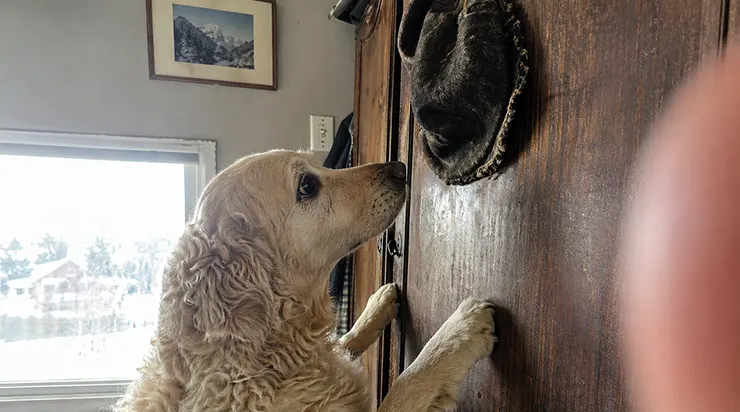 Pendant quatre jours, le chien est resté devant notre porte, et lorsque je l’ai enfin laissé entrer, il est allé directement vers le vieux chapeau de mon grand-père