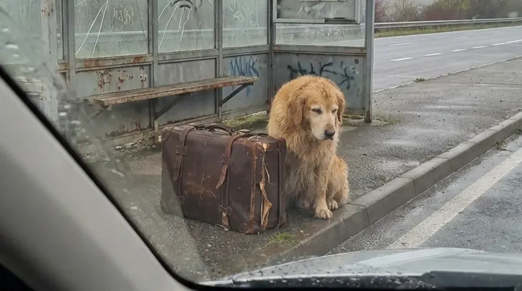 Chaque matin, je passais en voiture par la même route et je voyais ce chien assis à côté d’une vieille valise, sans jamais partir