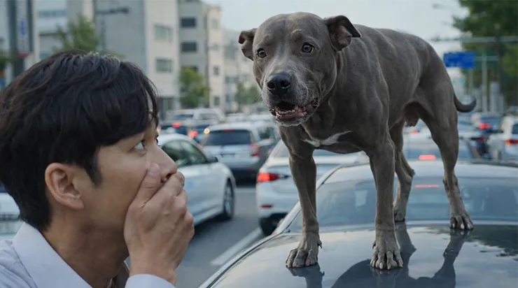 Un homme a reconnu le chien qui aboyait désespérément dans les embouteillages et a compris qu’il n’appelait pas par hasard : le chien cherchait son maître sans-abri, emmené à l’hôpital quelques jours plus tôt, et depuis, il avait perdu le seul être au monde qu’il aimait