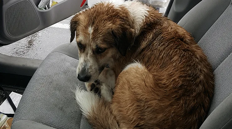 En revenant vers ma voiture, j’ai découvert un chien inconnu qui non seulement avait pris ma place, mais semblait aussi prêt à me donner une leçon