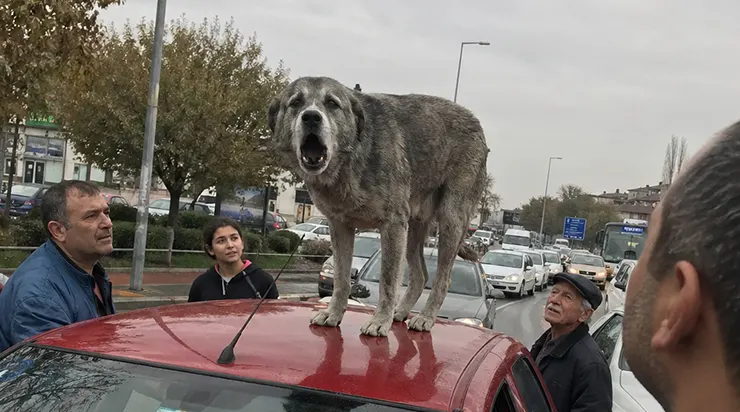 Le chien se tenait sur le toit de la voiture et gémissait, comme s’il essayait de dire quelque chose