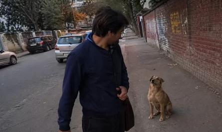 chien de service
