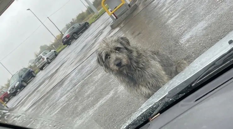 Un chien errant me suivait depuis plusieurs jours, malgré tous mes efforts pour le chasser