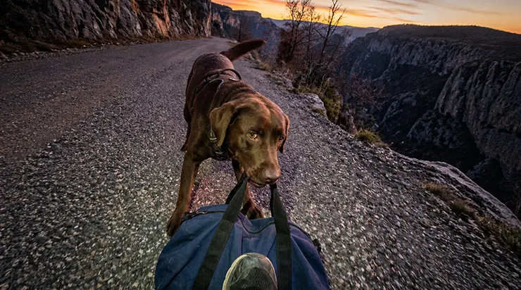 Le chien traînait un sac au milieu de la route, et lorsque je suis sorti de la voiture et me suis approché, j’ai entendu à l’intérieur du sac la sonnerie répétée et incessante d’un téléphone
