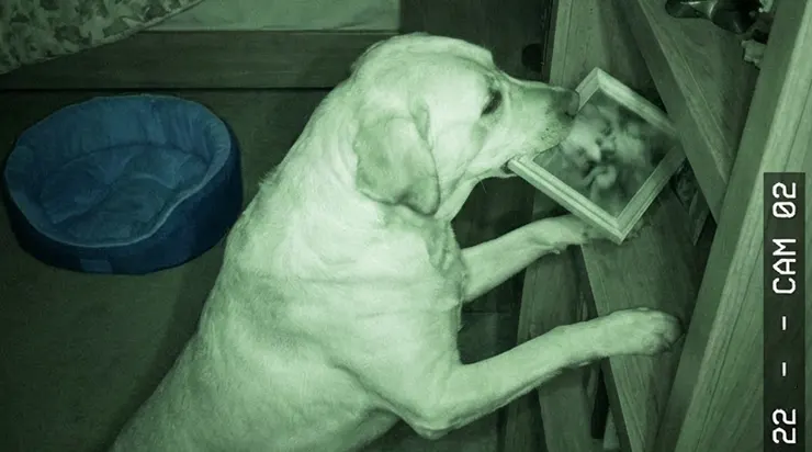 Mon labrador adopté volait chaque nuit le dessin de ma fille de 9 ans depuis l’étagère située à droite de la chambre