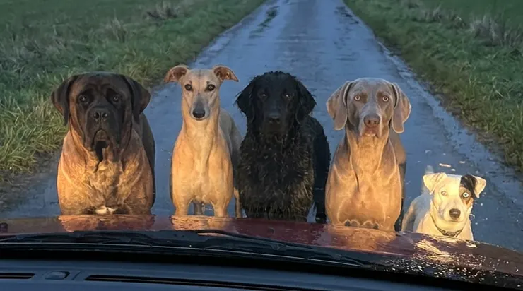 Quelques chiens ont bloqué mon chemin en se tenant juste devant ma voiture… peu après, je courais à travers les champs