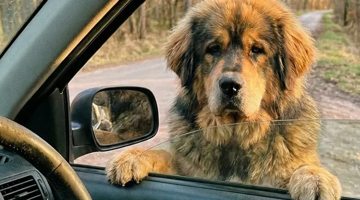 Ce jour-là, je voulais simplement arriver en ville, mais à mi-chemin, un chien m’a arrêté