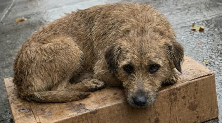 Pendant deux jours, je voyais le même chien dans différents coins de la ville, et ce n’est que le troisième jour que j’ai compris pourquoi il protégeait cette boîte de cette façon