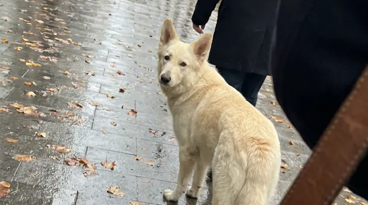 Je n’ai pas compris pendant trente-trois jours pourquoi ce chien me suivait