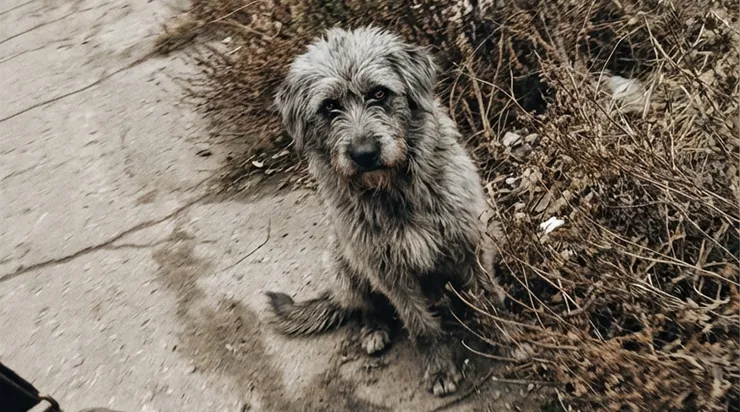 Pendant trente-trois jours consécutifs, un chien errant me suivait partout