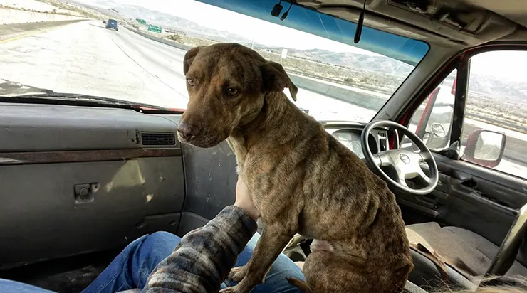 Je trouvai un chien sans défense sur la route et l’emmenai chez moi… trois jours plus tard, des hommes inconnus frappèrent à ma porte