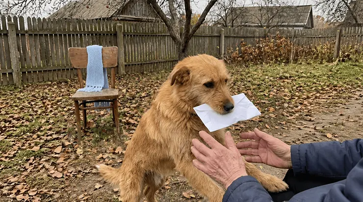 Un chien inconnu est entré dans notre cour, portant une enveloppe dans sa gueule, et l’a remise à ma grand-mère — c’était une lettre écrite de la main de mon frère disparu