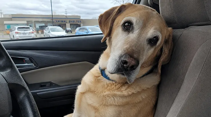 Pendant onze mois, il était resté couché dans sa cage du refuge, le visage tourné vers le mur, pendant que les autres chiens partaient les uns après les autres