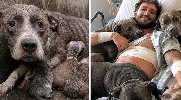 Au printemps 2019, un jeune homme de vingt-six ans sortait une chienne et ses chiots d&rsquo;un trou d&rsquo;égout. Trois ans plus tard, ces mêmes chiens lui sauvaient la vie