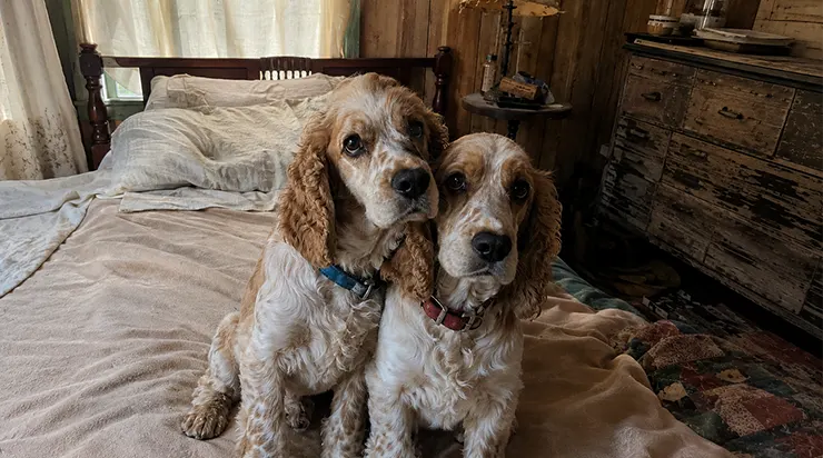 Leur maître de quatre-vingt-deux ans avait été hospitalisé, et ce n’est qu’au bout de sept jours, à son réveil, qu’il a prononcé le nom de ses chiens