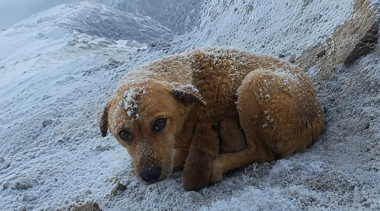 À 6700 pieds d’altitude sur le Mont Blanc, par un matin glacial de six heures, l’alpiniste Michael Thompson a découvert une chienne blottie au bord du sentier