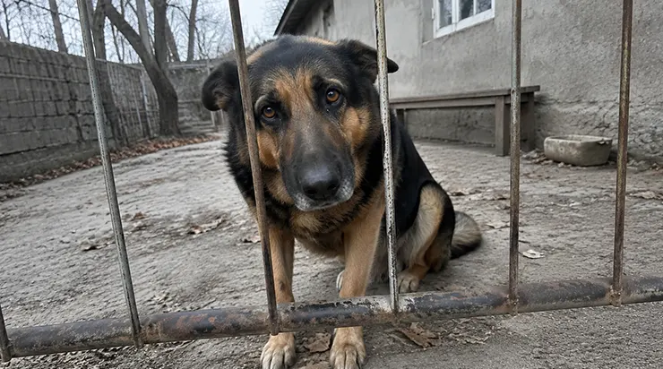 Pendant deux semaines, mon mari a essayé de me convaincre que je perdais la tête. «Ce chien est juste un errant», répétait-il